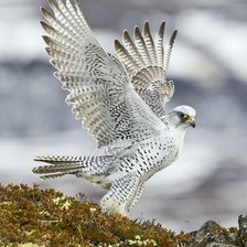 Схема вышивки «Кречет»