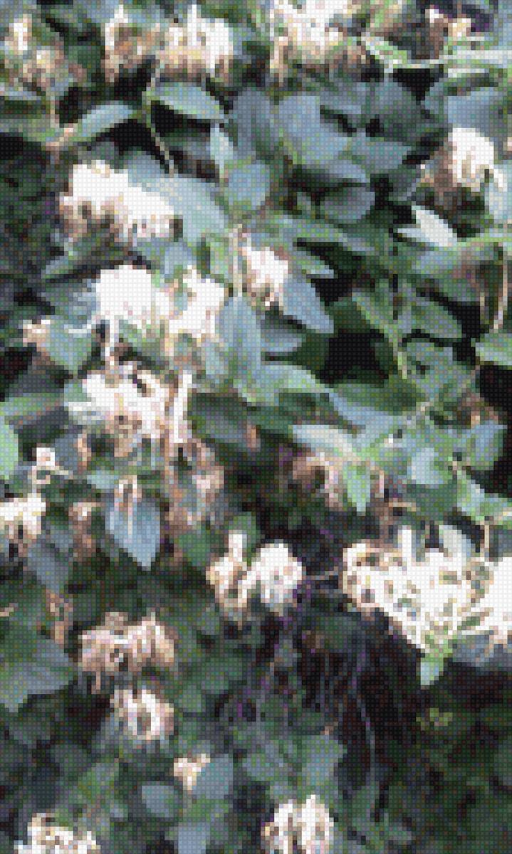 фуксия - фуксия - предпросмотр