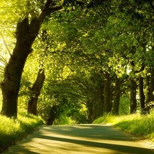 Схема вышивки «Лес»