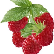 Схема вышивки «малина»