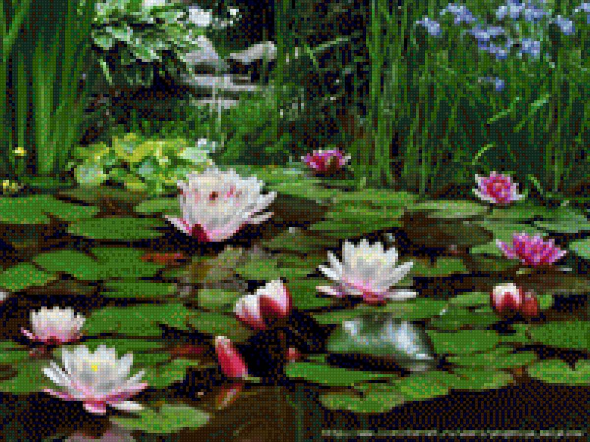 лотосы - восток, озеро, цветыю пруд - предпросмотр