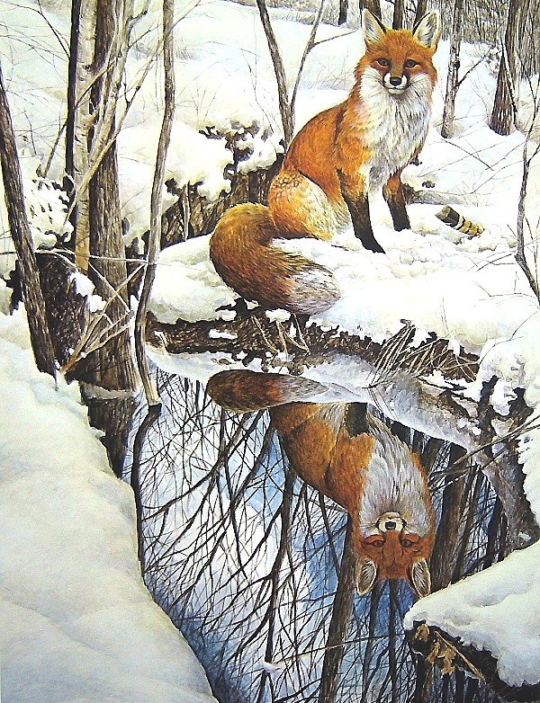 лиса, отражение - мир животных - оригинал