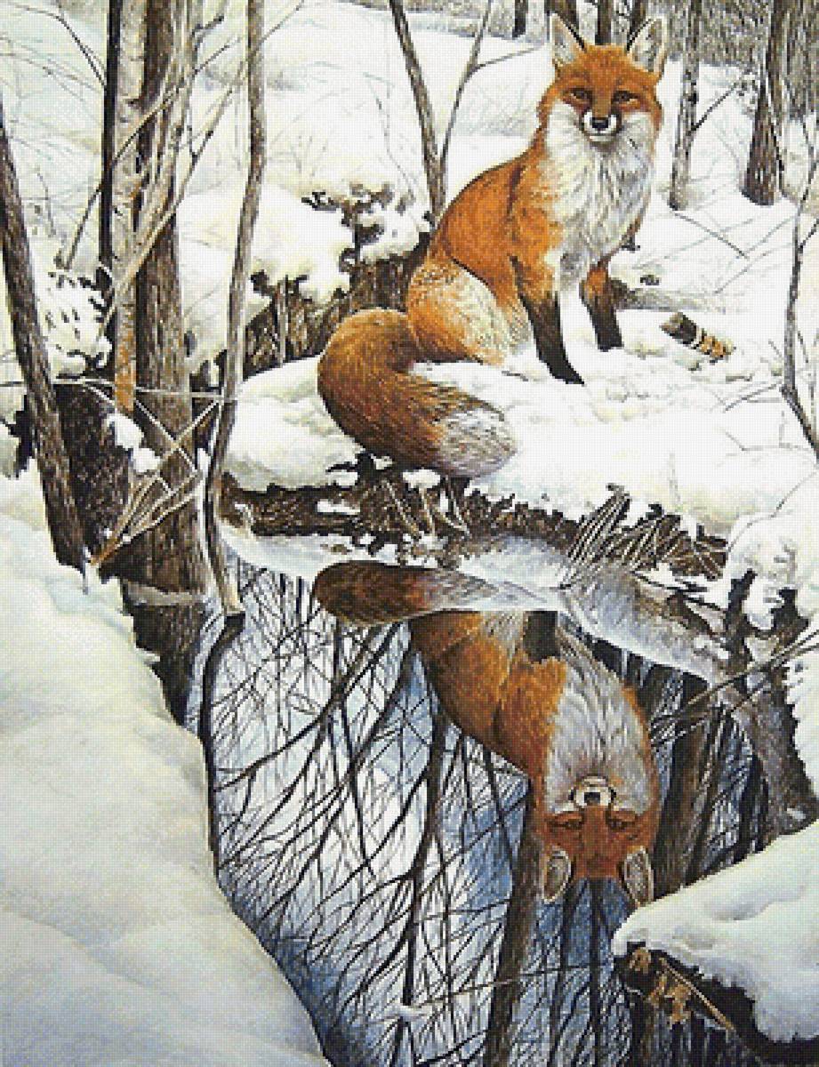 лиса, отражение - мир животных - предпросмотр