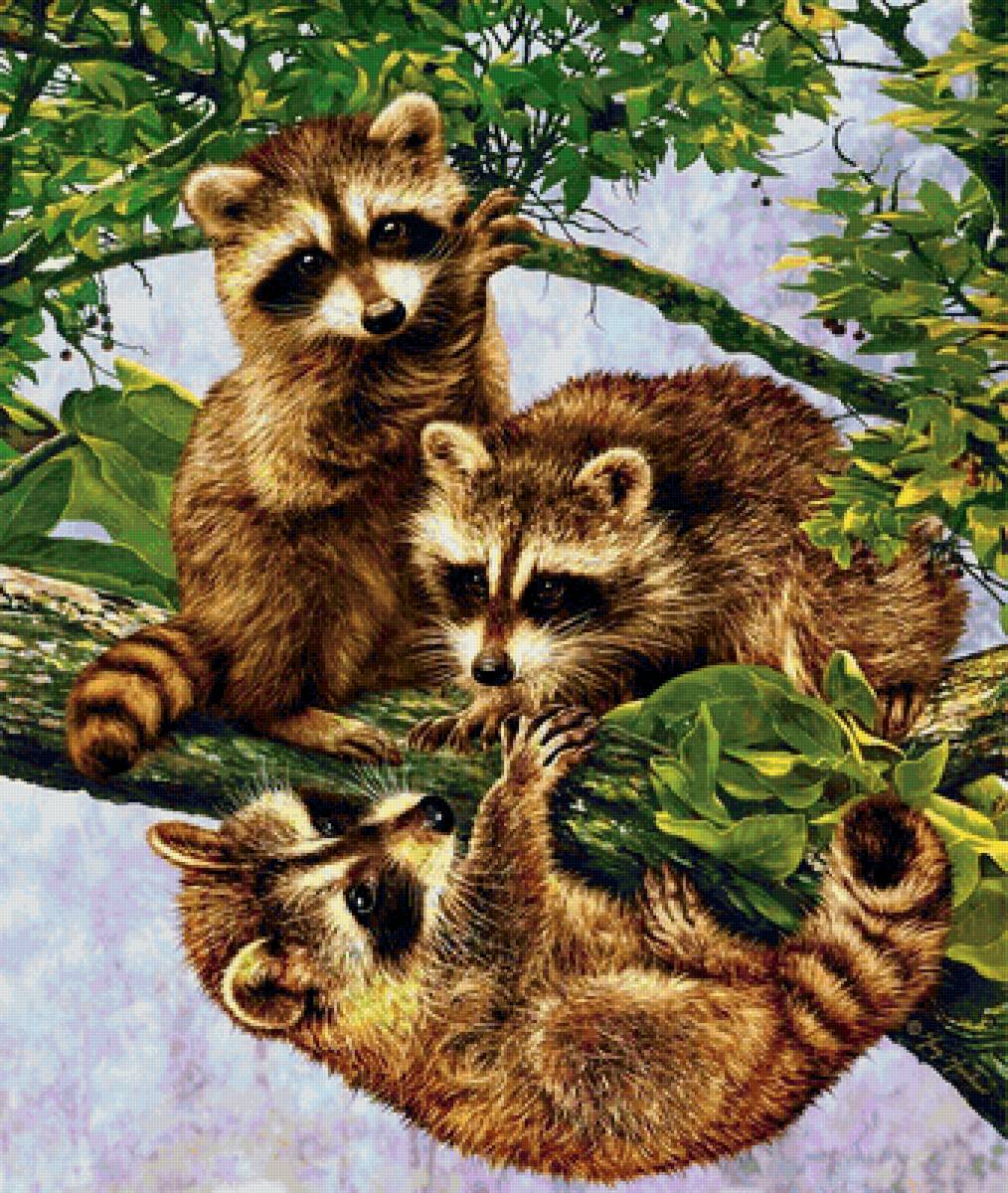 дикие - предпросмотр