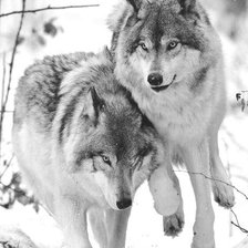 Два волка чб