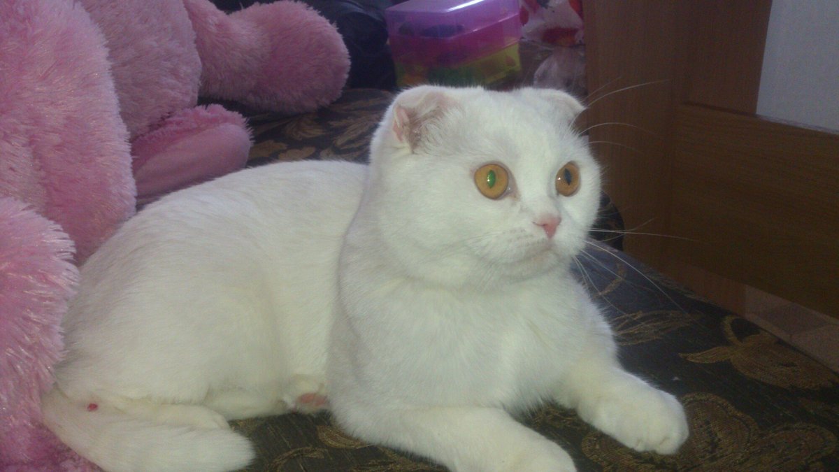 Светка - оригинал