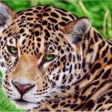 Схема вышивки «429»