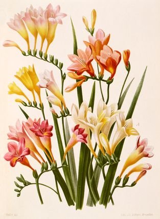 ФРЕЗИЯ - фрезия - оригинал