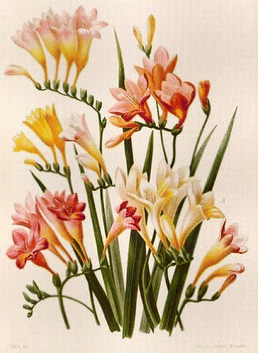 ФРЕЗИЯ - фрезия - предпросмотр