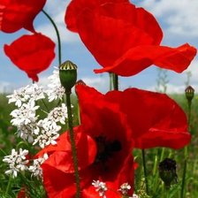 Схема вышивки «Маки»