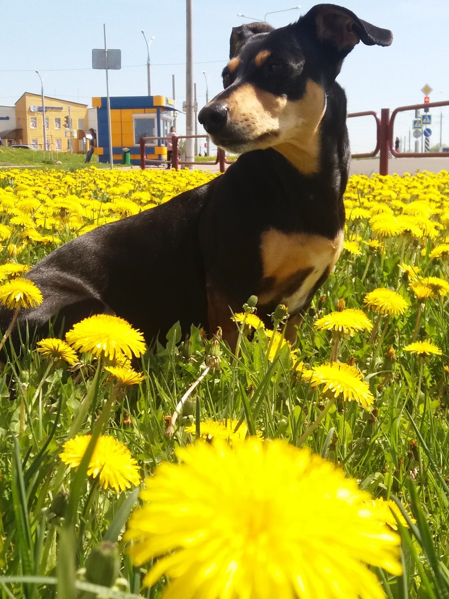 Клава в одуванчиках - оригинал