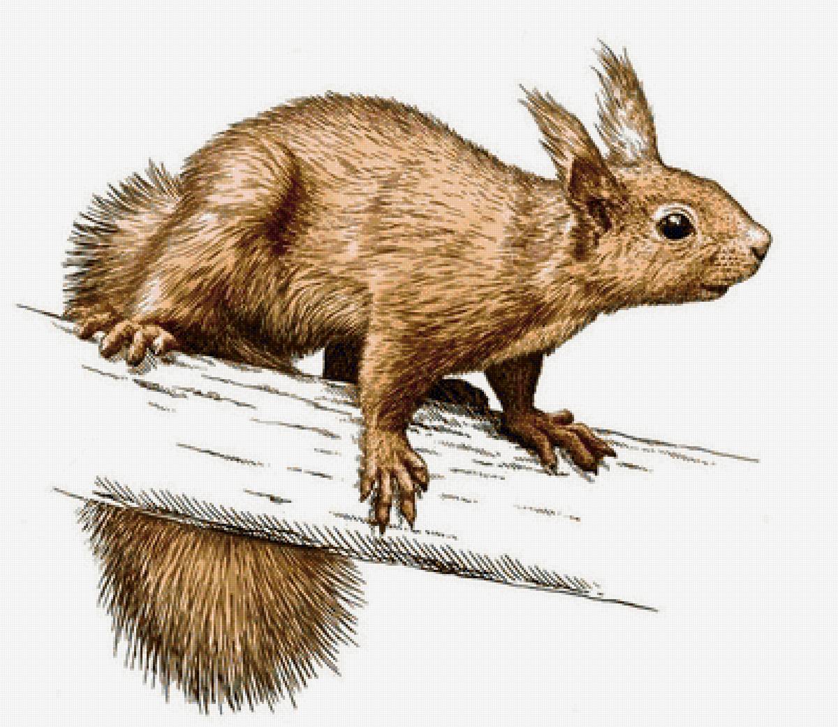 Белочка - предпросмотр