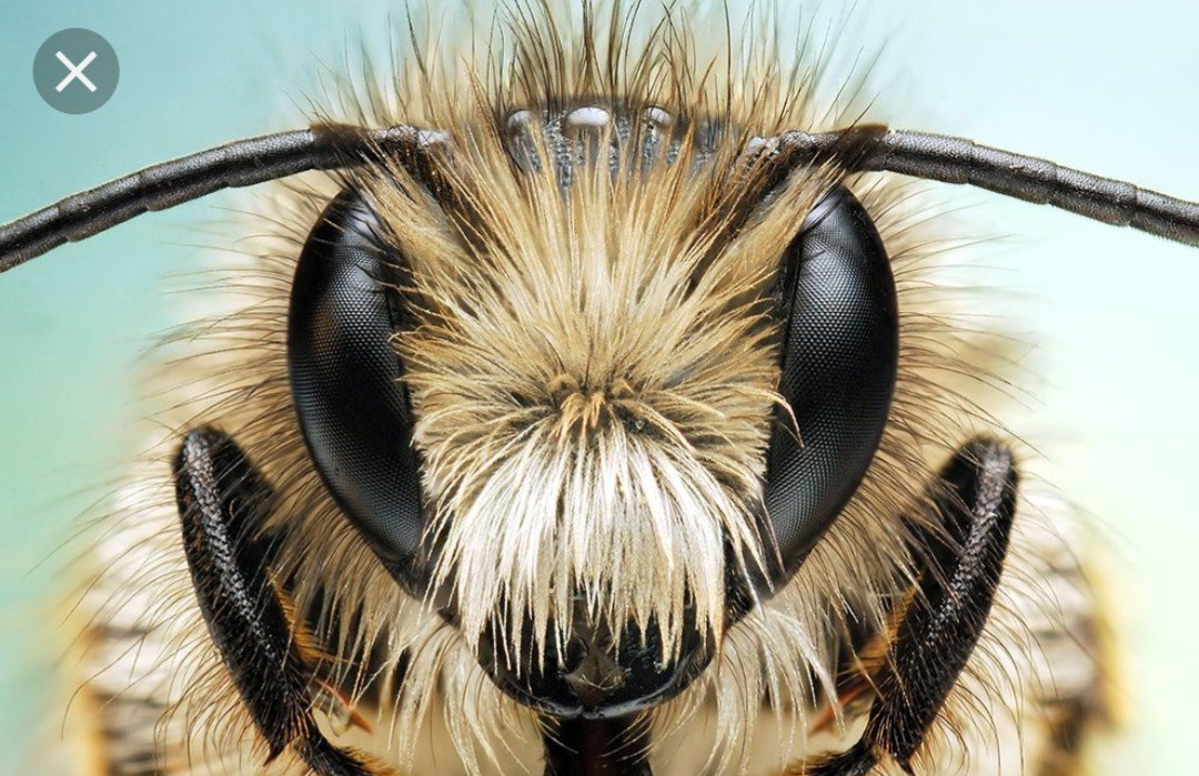 Глаза насекомых имеют. Глаза пчелы. Морда пчелы. Мордочка пчелы. Глаза осы.