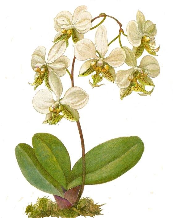 Орха - оригинал