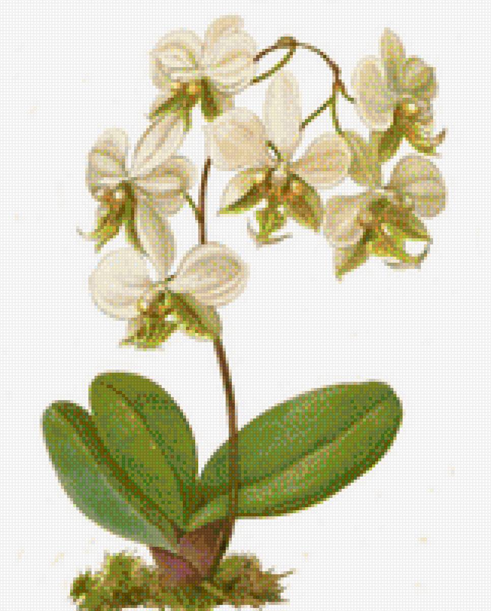 ORQUIDEA BLANCA - 161 x 200 cruces - предпросмотр