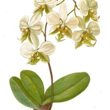 ORQUIDEA BLANCA