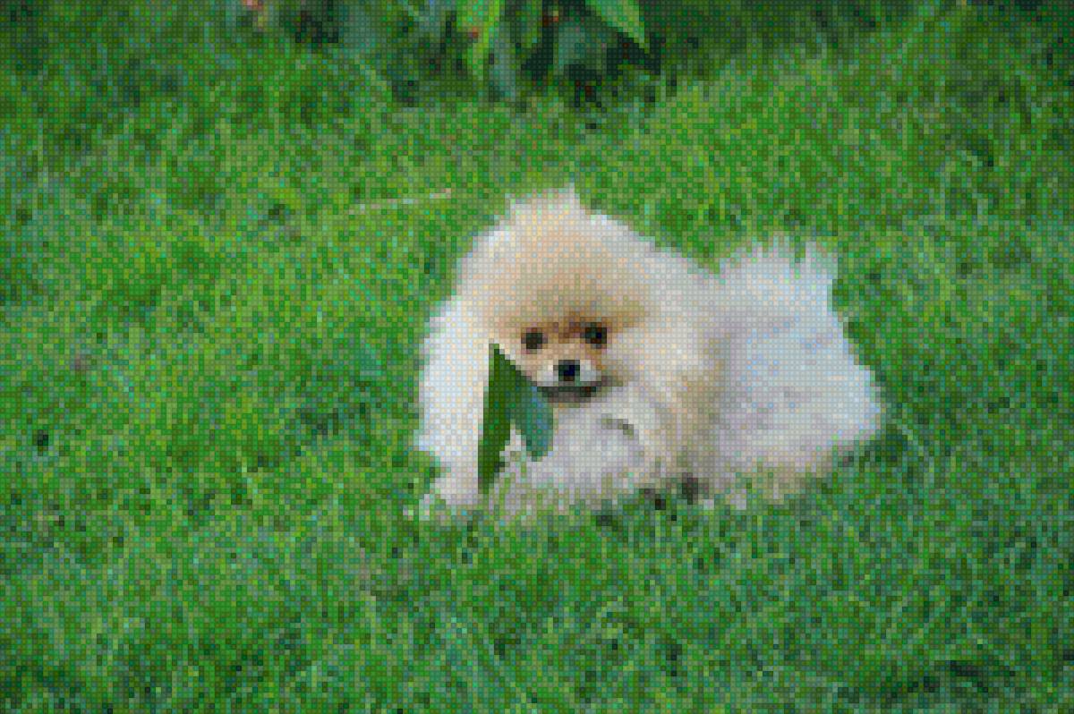 Умка - шпиц щенок - предпросмотр