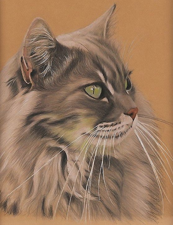 кот - оригинал