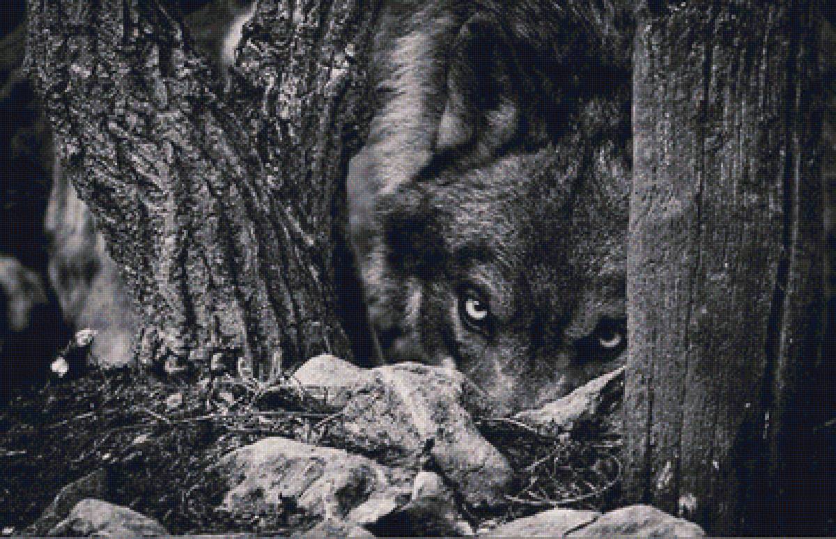 Волк наблюдает. Волк в засаде. Волк затаился. Волк прячется за деревом. Волк из-за дерева.