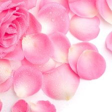 Схема вышивки «Лепестки роз»