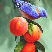 Схема вышивки «птица»