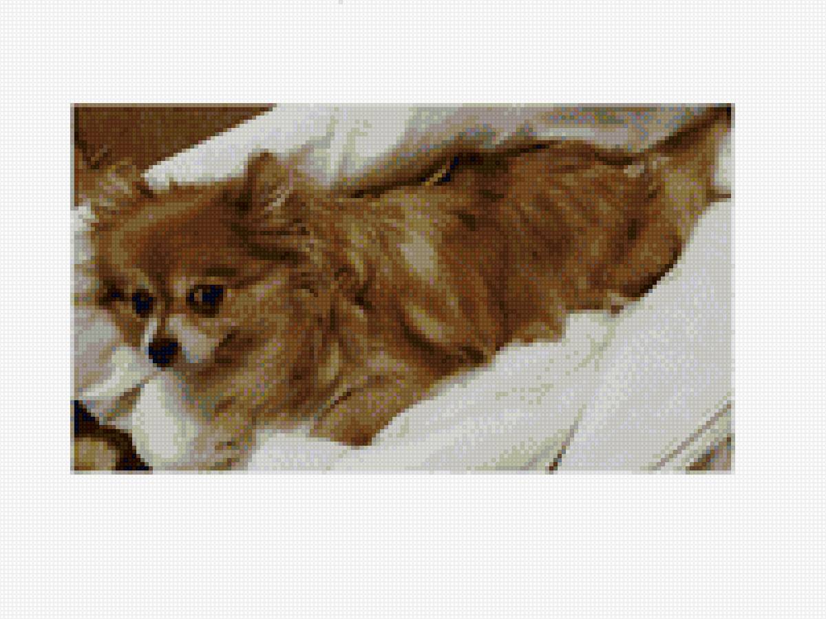 Шпиц - шпиц - предпросмотр