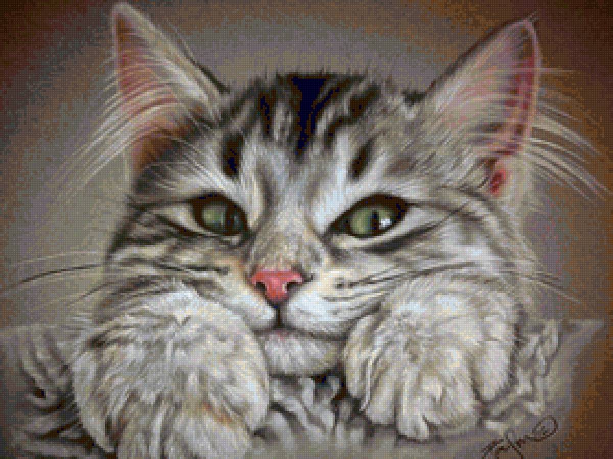 Seditas - gato - предпросмотр