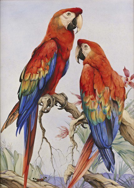попугаи - попугаи, картины, птицы - оригинал