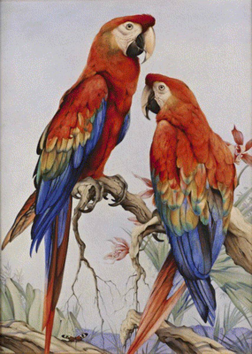 попугаи - картины, попугаи, птицы - предпросмотр