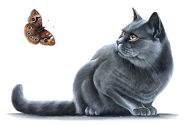 кот и бабочка - мир животных - оригинал