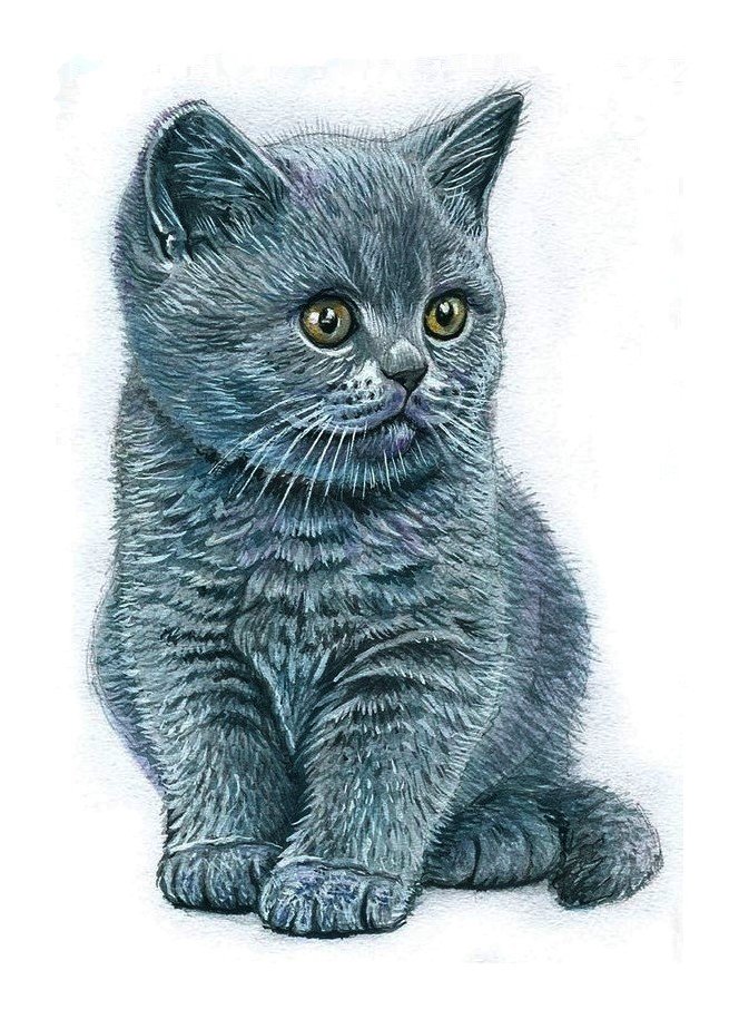 котёнок - котенок - оригинал