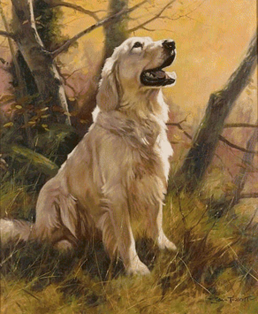 лабрадор - собака, лес - предпросмотр