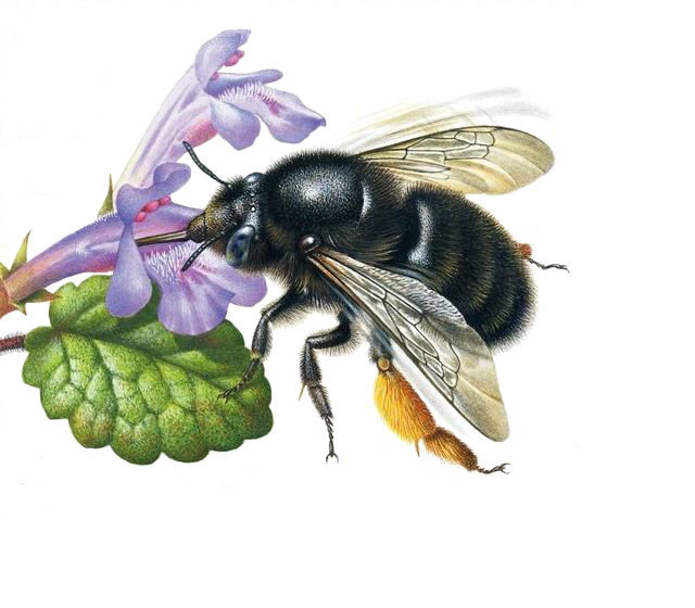 Пчела на цветке - пчела, цветы - оригинал