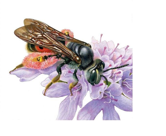 Пчела на цветке - пчела, цветы - оригинал