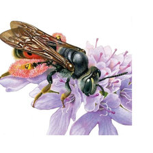 Оригинал схемы вышивки «Пчела на цветке» (№1839479)