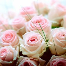 Схема вышивки «нежность»