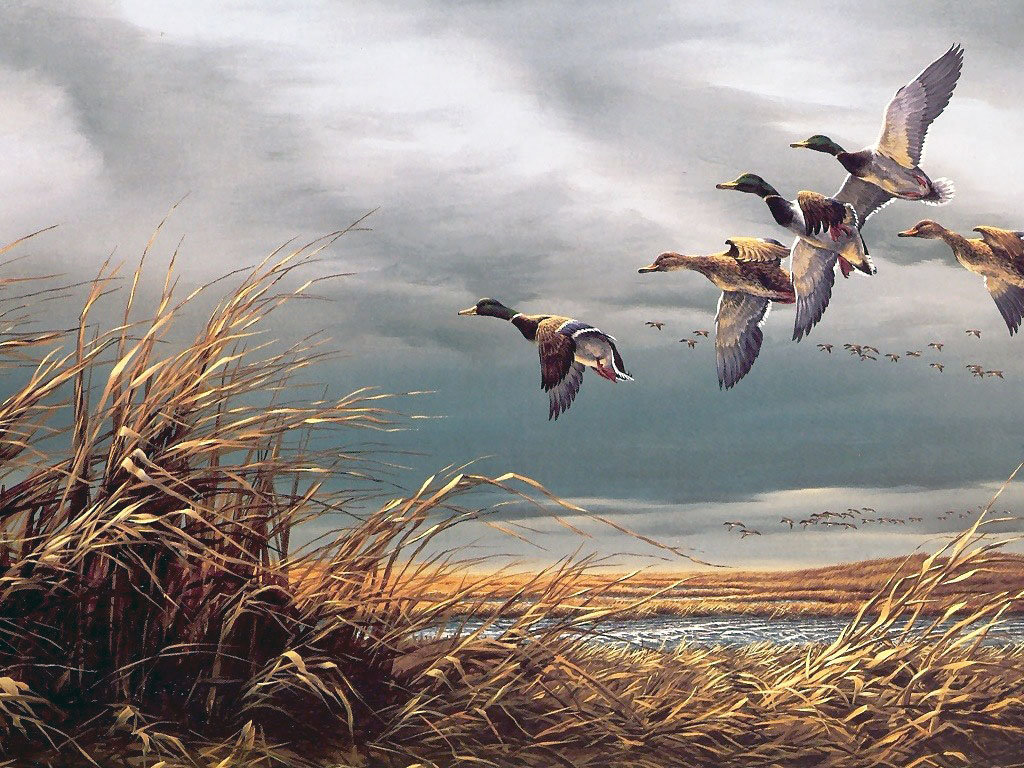 ПТИЦИ - птици, природа - оригинал