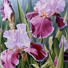 Схема вышивки «Півники»