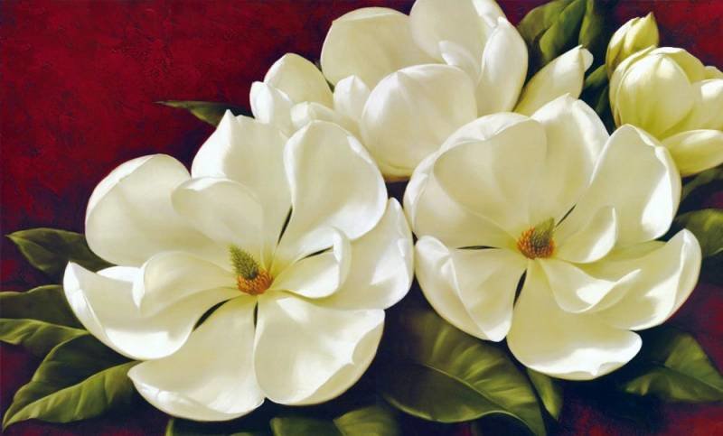 Белые магнолии 2 - цветок, магнолия, ветвь - оригинал
