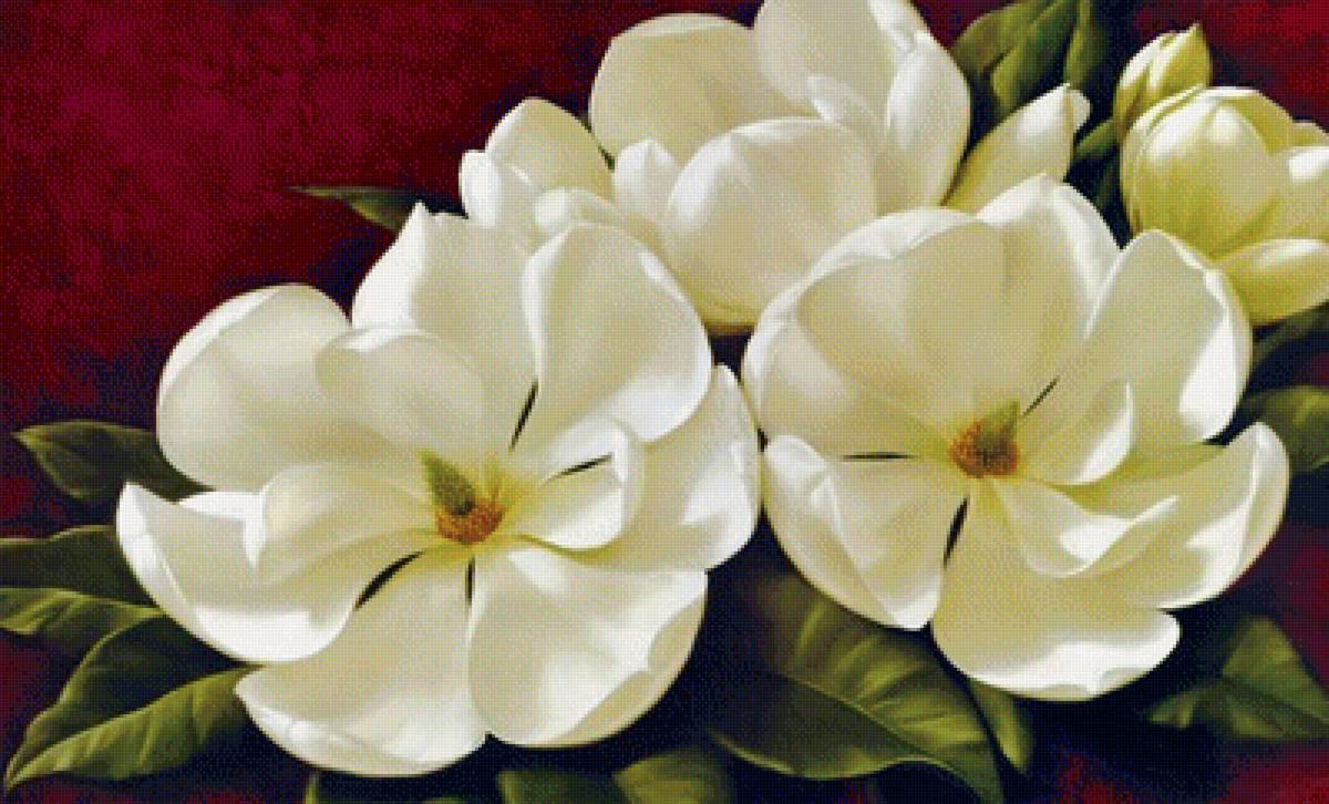 Белые магнолии 2 - ветвь, цветок, магнолия - предпросмотр