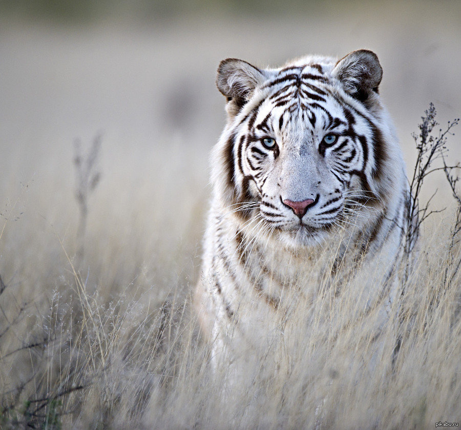 Белый тигр - тигр - оригинал