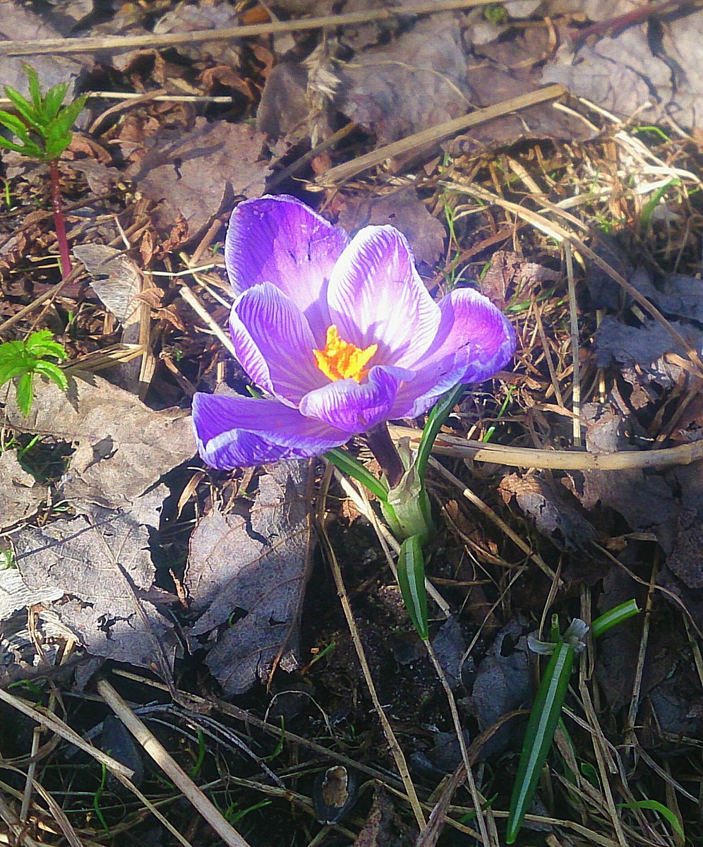 Весеннее пробуждение - цветы - оригинал