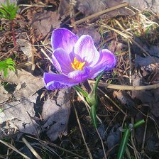 Схема вышивки «Весеннее пробуждение»