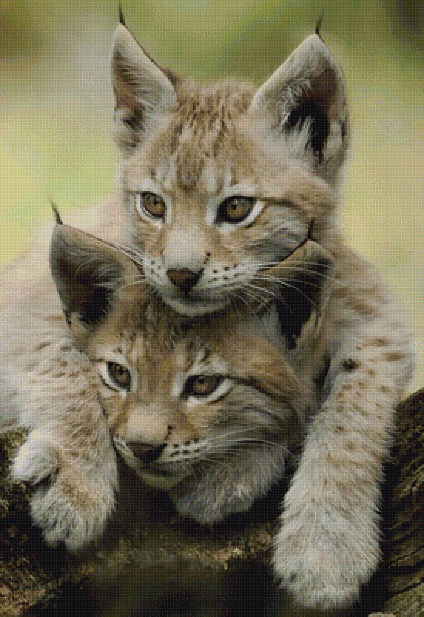 Рысята -1 - предпросмотр