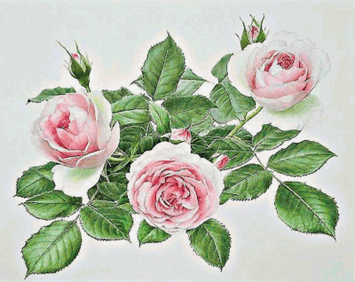 три розовые розы - предпросмотр