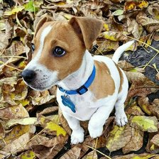 Схема вышивки «№1842954»