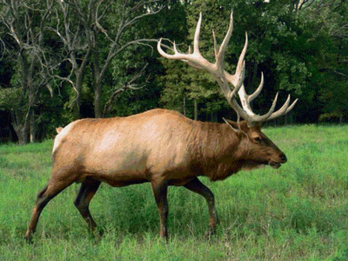 Олень - предпросмотр