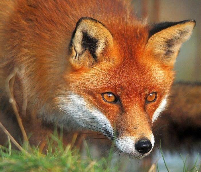 Лисонька - оригинал