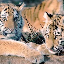 Схема вышивки «тигры»