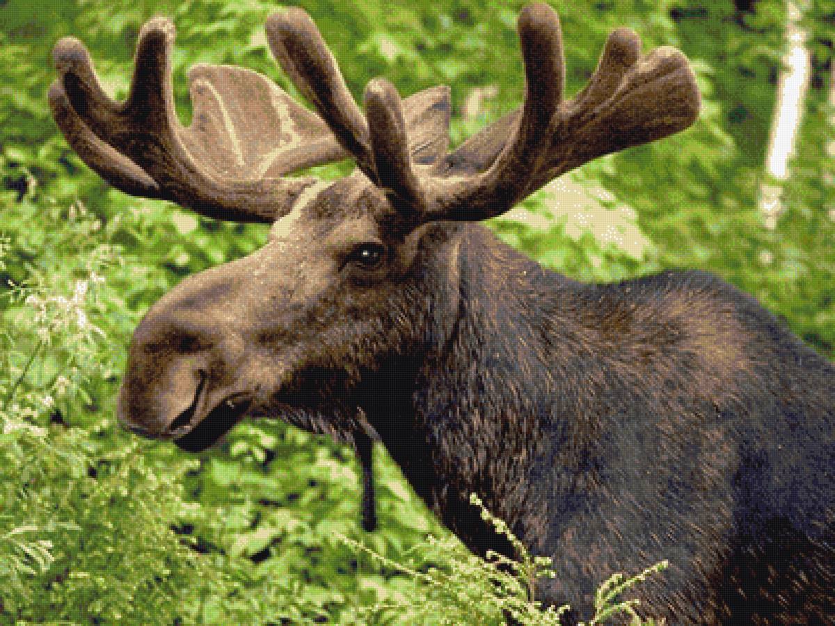 Лось - предпросмотр